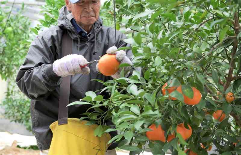 専用の区画で栽培され、台湾に輸出される「ゆうばれ」＝2024年12月、天草市