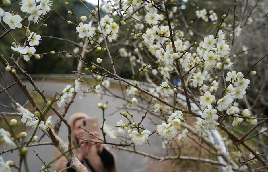 白い花をつけたタイワンコウメをスマートフォンで撮影する見物客＝9日、名護市源河