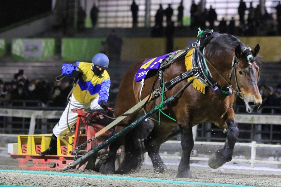 帯広記念で重賞初制覇を飾ったコウテイ（ばんえい十勝提供）