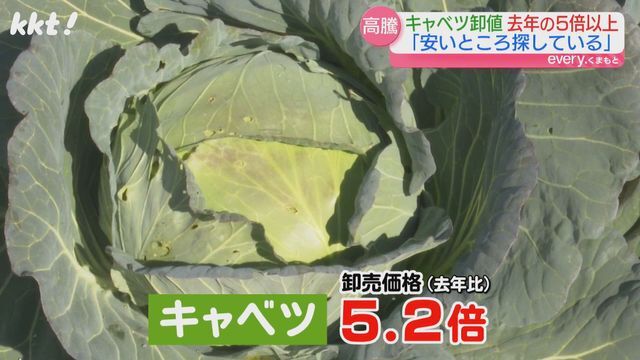 卸売価格が去年の5.2倍に…