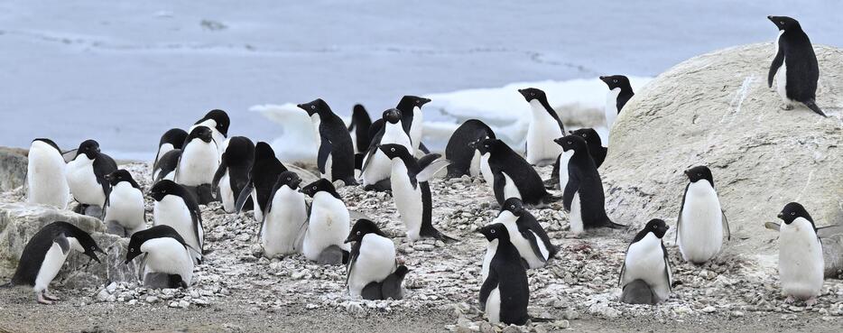 営巣地を形成するアデリーペンギン＝2024年12月、南極・スカルブスネス「鳥の巣湾」（南極観測隊同行記者撮影）