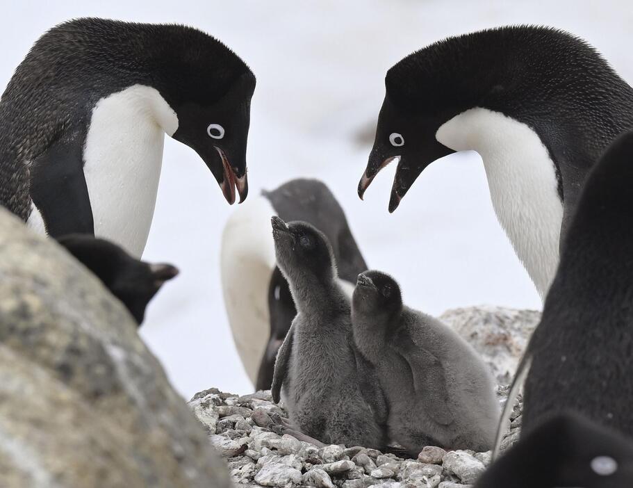 南極・スカルブスネス「鳥の巣湾」で子育て中のペンギン＝2024年12月（南極観測隊同行記者撮影）