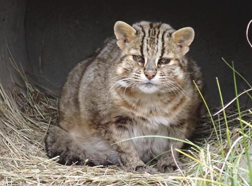 ツシマヤマネコの「もも」（東京動物園協会提供）