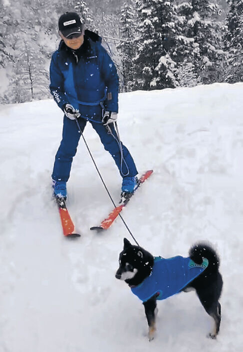 愛犬と一緒にスキーを楽しむ利用客＝富山市のあわすのスキー場