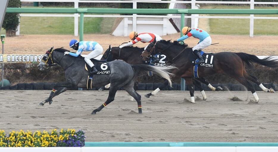 中山新春ジャンプSを制したフェーレンベルク＝6日、中山競馬場（撮影・菅原和彦）