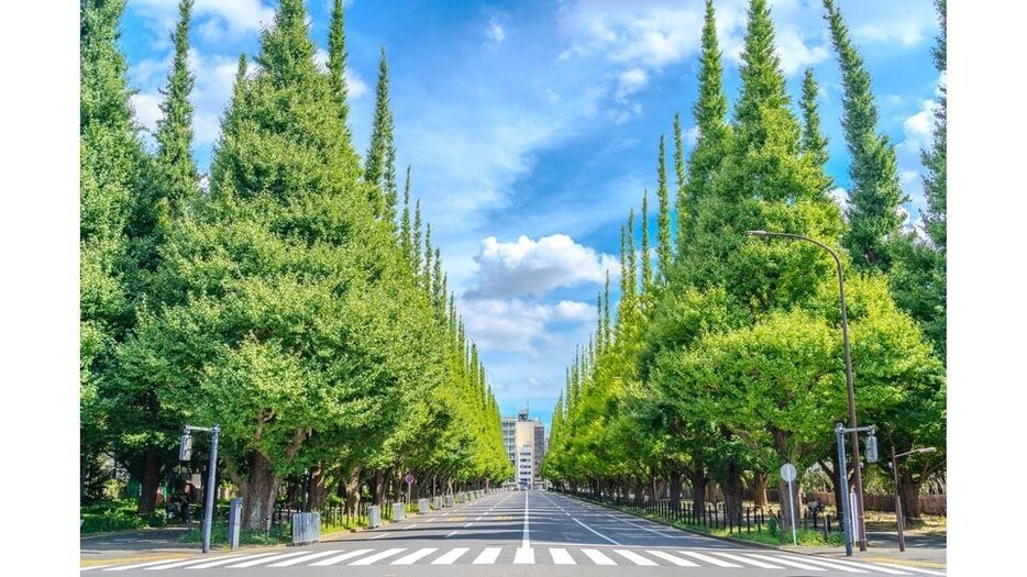 植樹が逆効果に？ 木の種類を間違えると夜間の気温が上がるかも