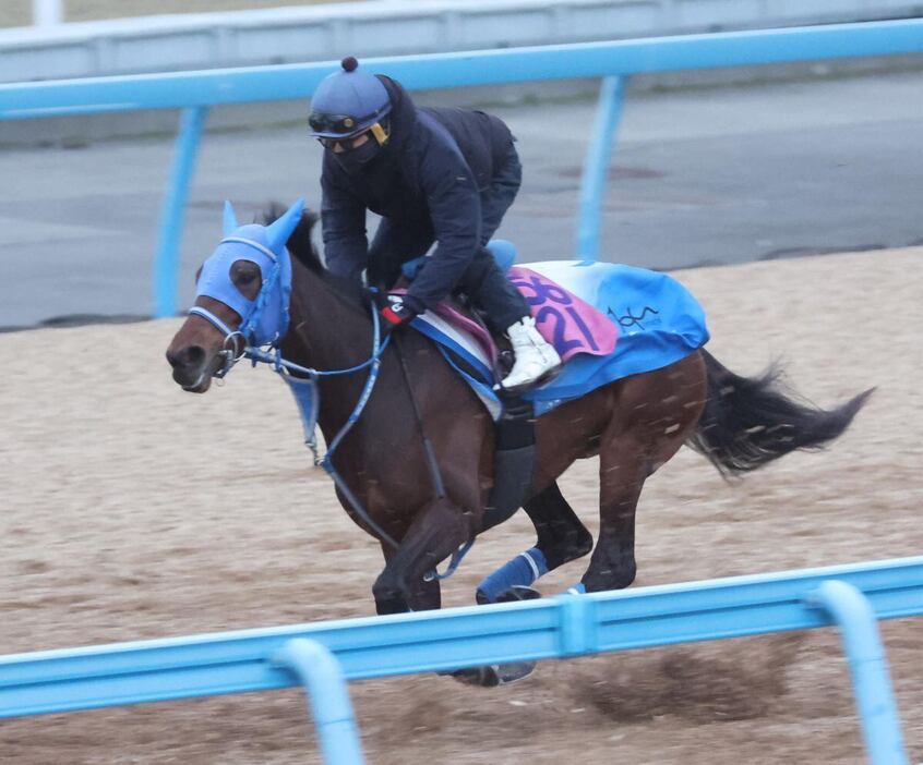 ミーントゥビー＝美浦トレセン（撮影・塩浦孝明）