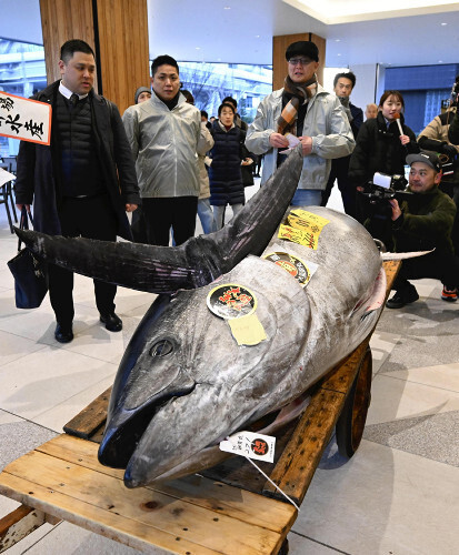 豊洲市場の初競りで、２億７００万円の高値がついた本マグロ（５日午前、東京都江東区で）＝大石健登撮影