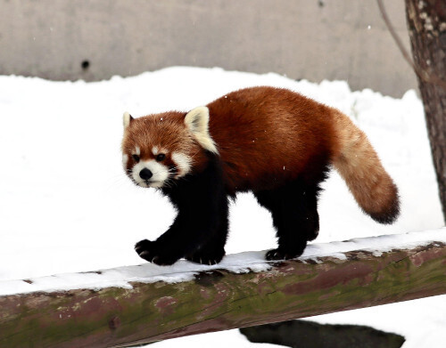 雪の上を歩くレッサーパンダ