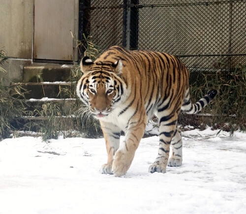 雪の上を駆け回るアムールトラ