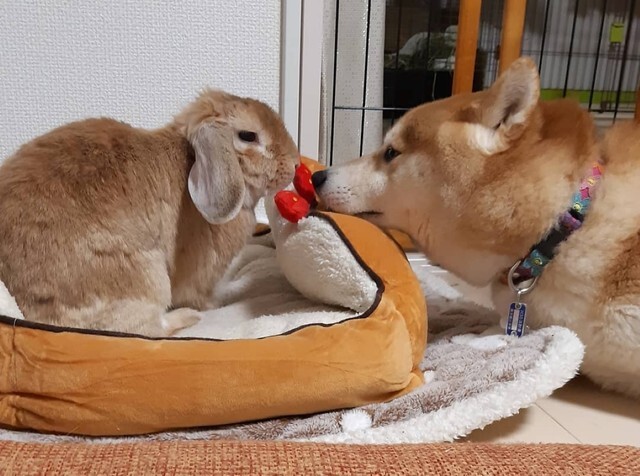 うさぎと一緒に暮らす茶々丸