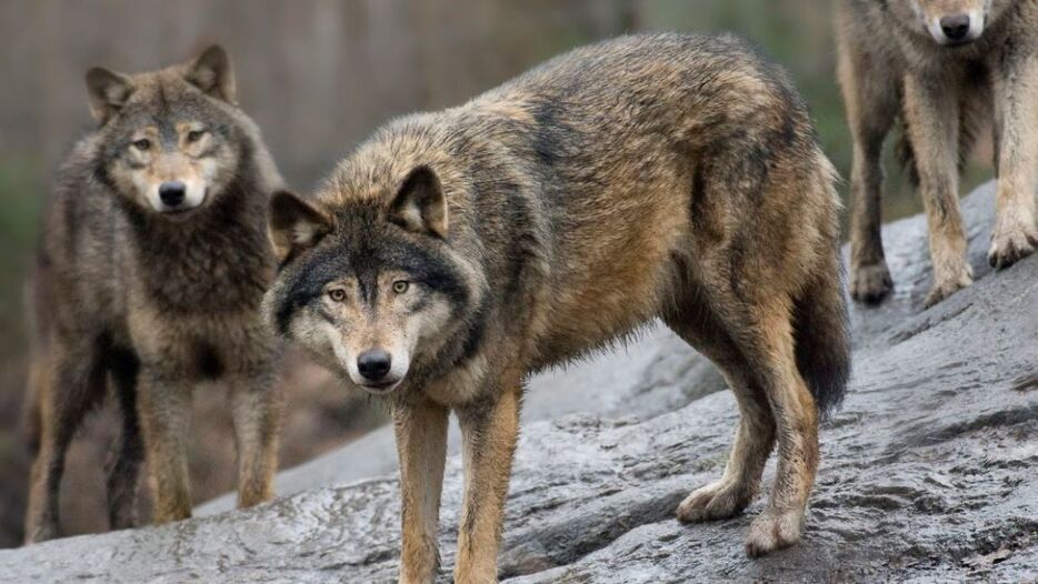 スウェーデン・ストックホルムにあるスカンセン動物園のオオカミ＝２００９年４月