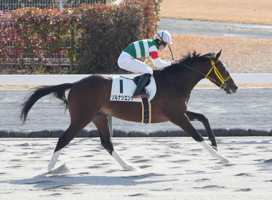 中京4R、3歳新馬戦を制したソルナシエンテ（撮影・森本幸一）