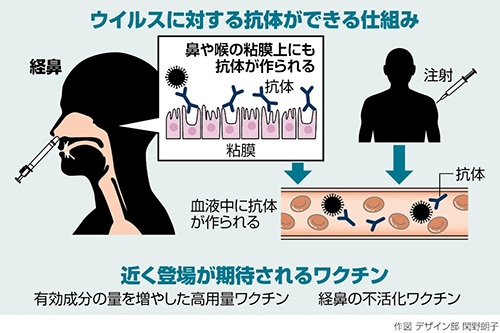 ウイルスに対する抗体ができる仕組みあ