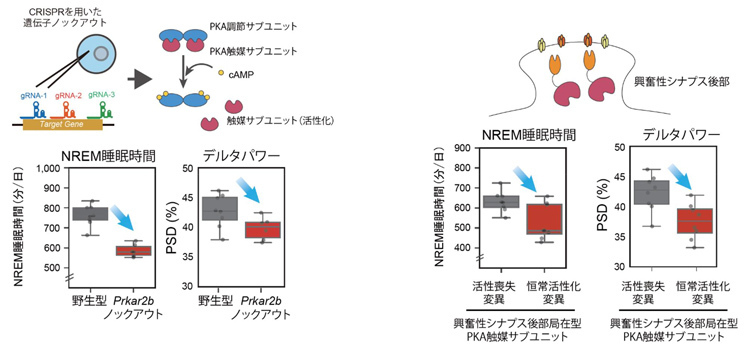 「クリスパー・キャス9」という技術を用いてPKAによる活性化は覚醒をもたらすことを示したグラフ。デルタパワーは「眠気」の指標とされる（東京大学提供）