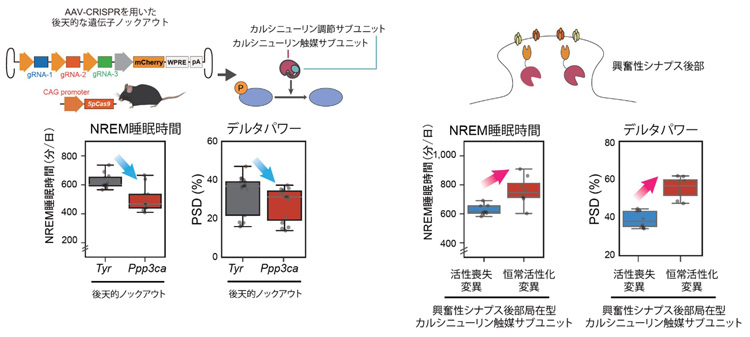 カルシニューリンを活性化することで眠気が増加する。カルシニューリンは興奮性シナプス後部で活性していることも分かった（東京大学提供）