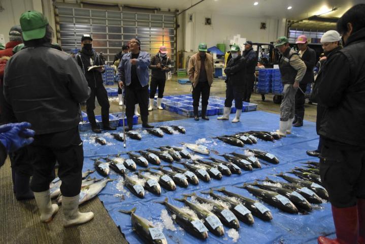 八幡浜魚市場の初競りで、水揚げされた魚を買い付けていく仲買人ら