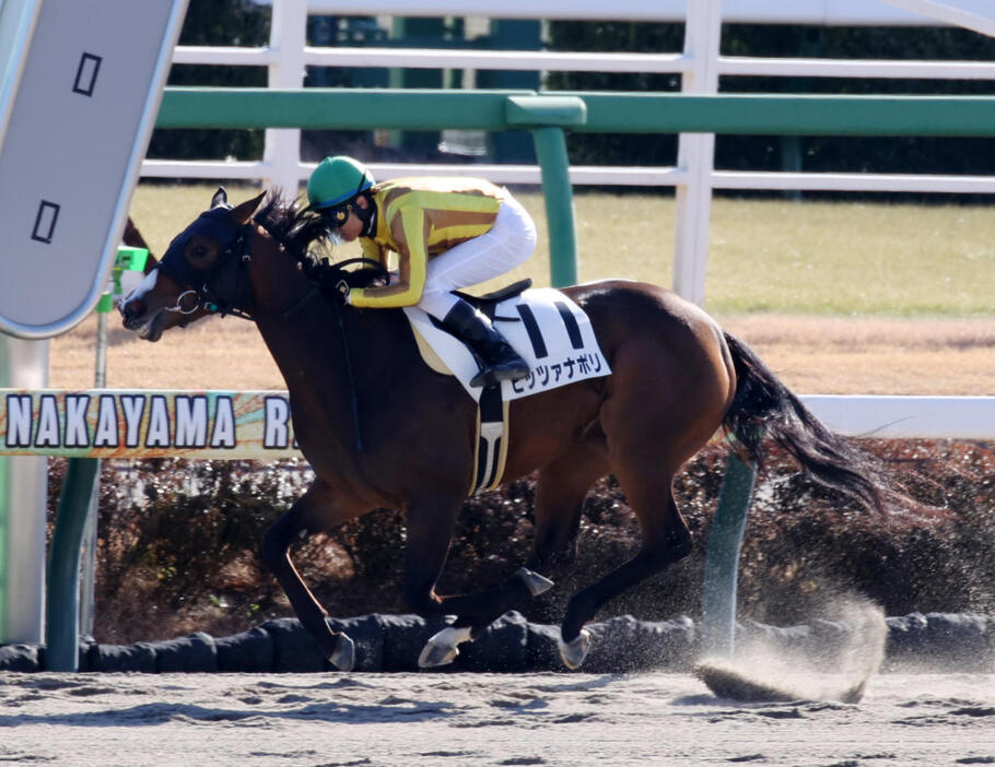 中山1R、1着のピッツァナポリと大野騎手（撮影・柴田隆二）