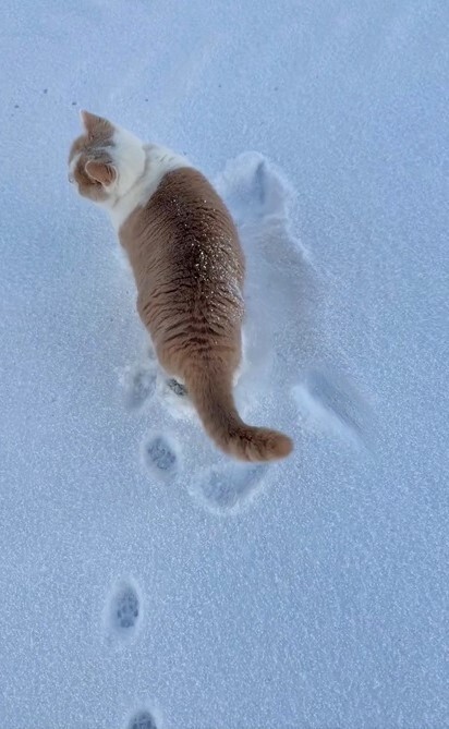 頭からしっぽまで猫拓ができました！（モカ猫さん提供、Xよりキャプチャ撮影）