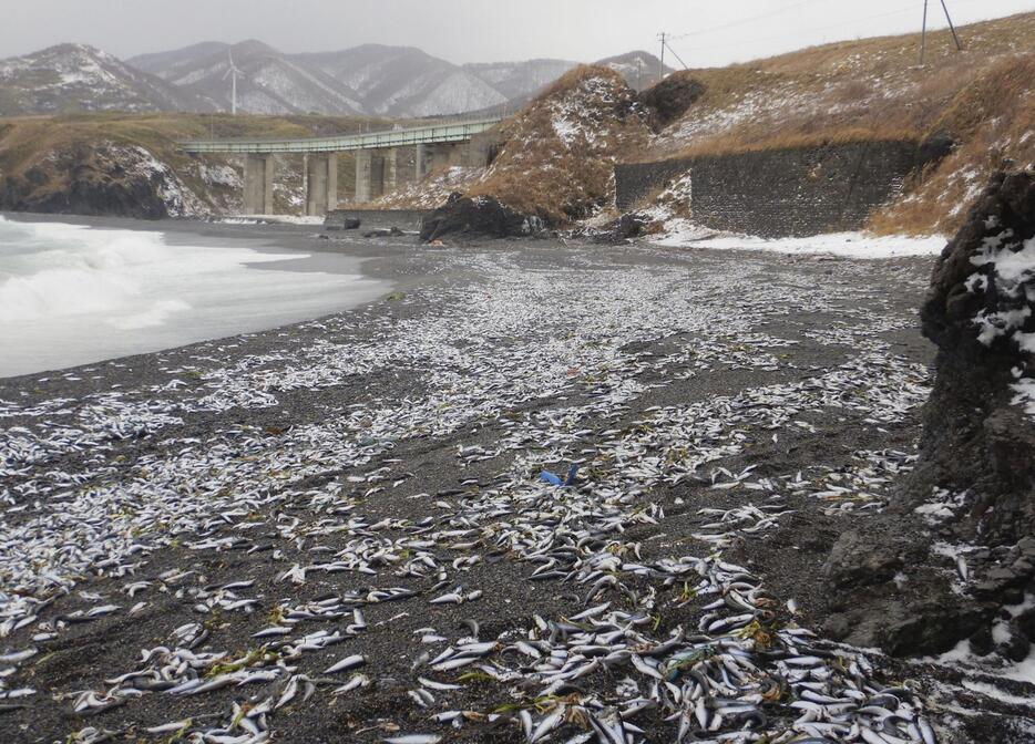 北海道松前町の海岸に漂着した大量のイワシ＝2024年12月（松前町提供）