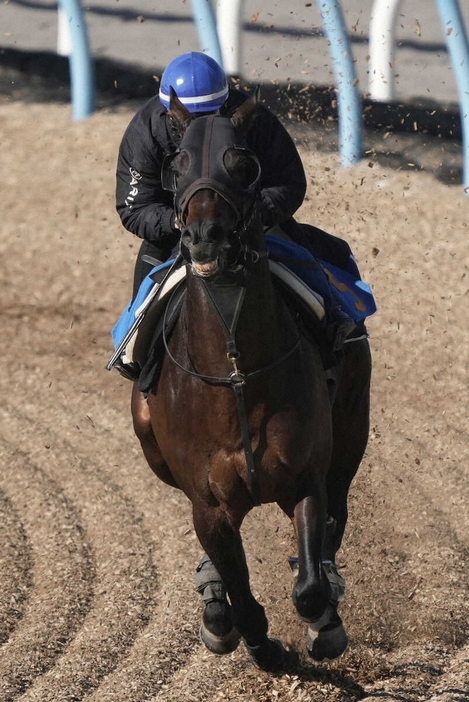 ＜中山金杯＞ウッドチップコースで追い切るボーンディスウェイ（撮影・郡司　修）