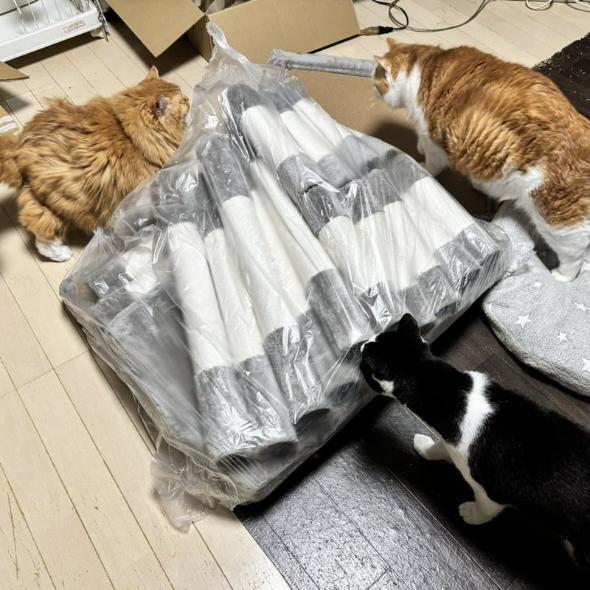 届いたキャットタワーのパーツにわくわくする猫たち