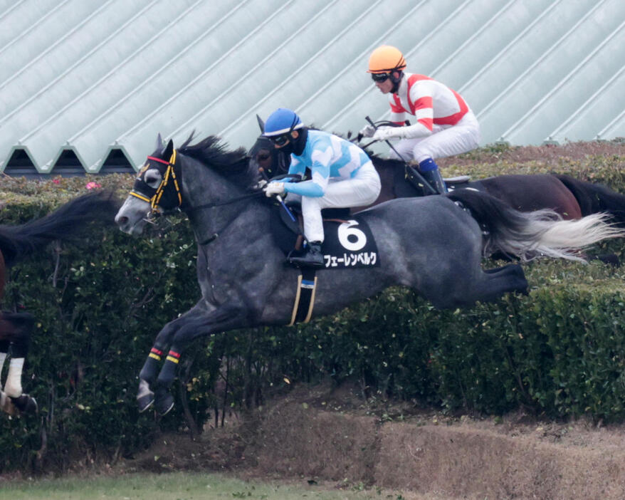 飛越する中山新春ジャンプSを制したフェーレンベルクと上野騎手（撮影・柴田隆二）