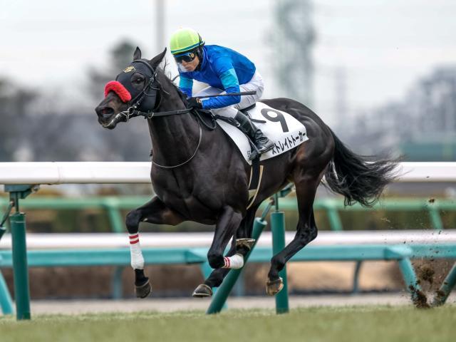 新馬戦を制したストレイトトーカー(撮影：下野雄規)