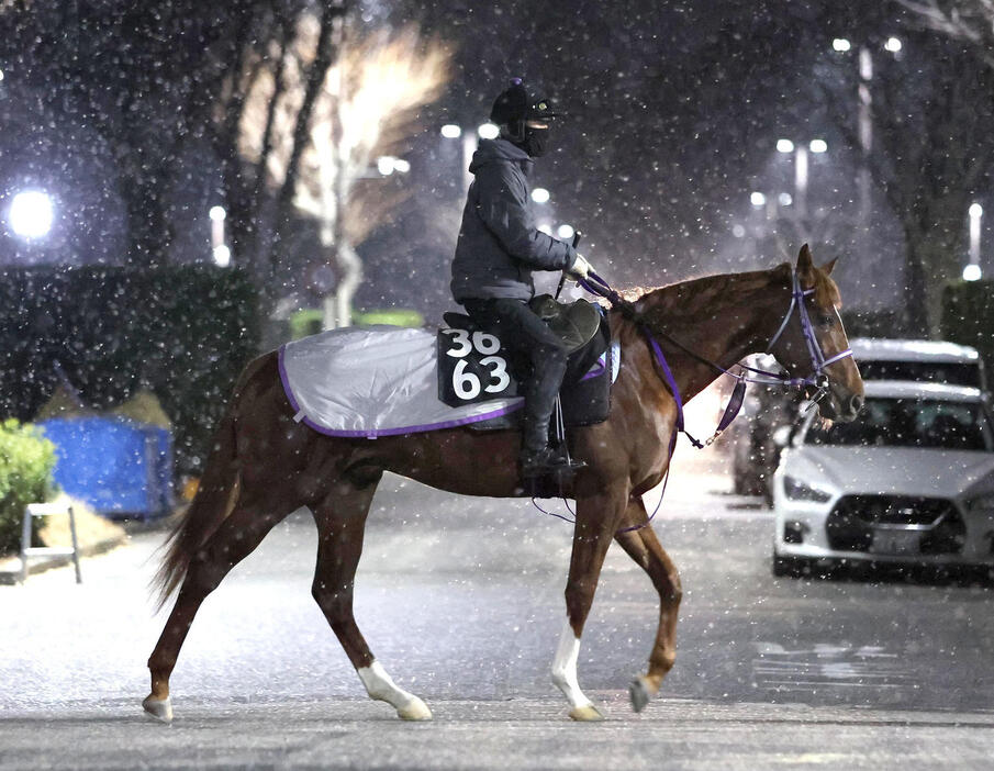 雪の舞う厩舎周りで運動するメイショウツヨキ（撮影・白石智彦）