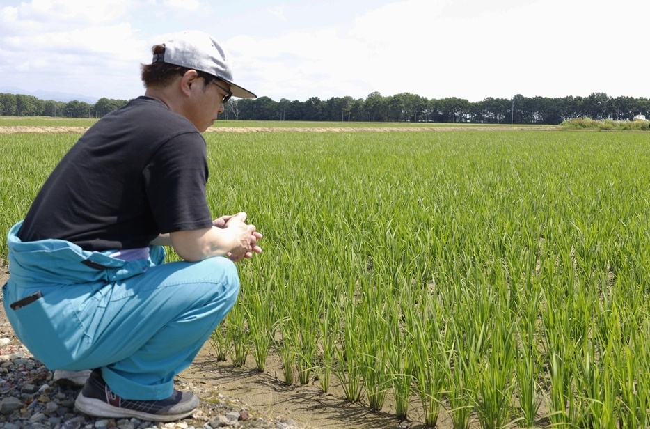 「中干し」期間中の水田を確認する新篠津村ICT農業研究会の高橋一志会長＝2024年6月、北海道新篠津村