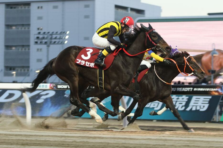 スパーキングオールスターチャレンジを制したプラセボ＝川崎競馬場（撮影・大貫師男）