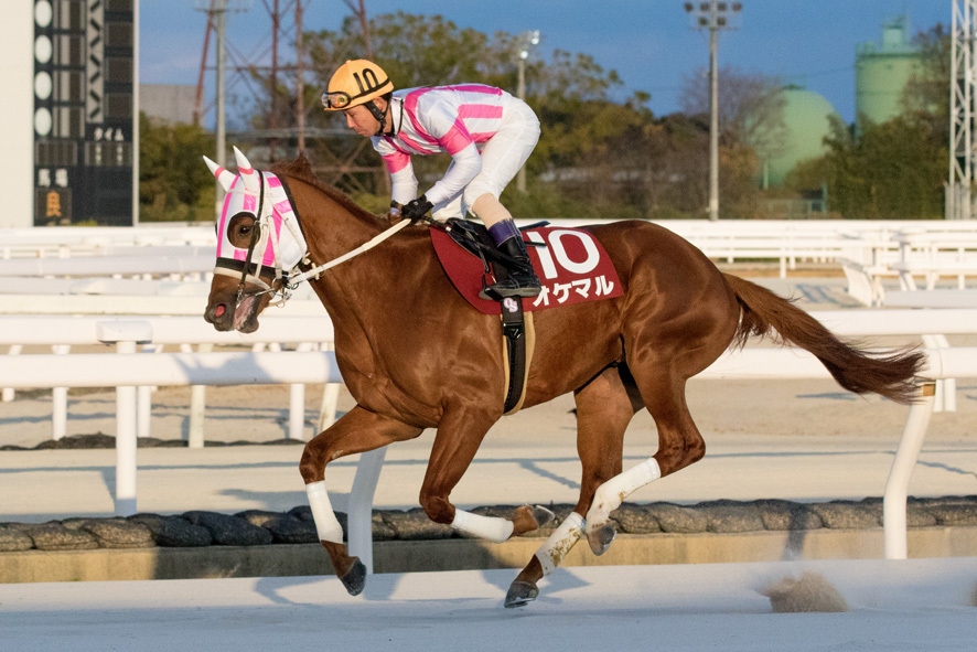 園田ジュニアカップ・オケマルと下原理騎手 (C)兵庫県競馬組合