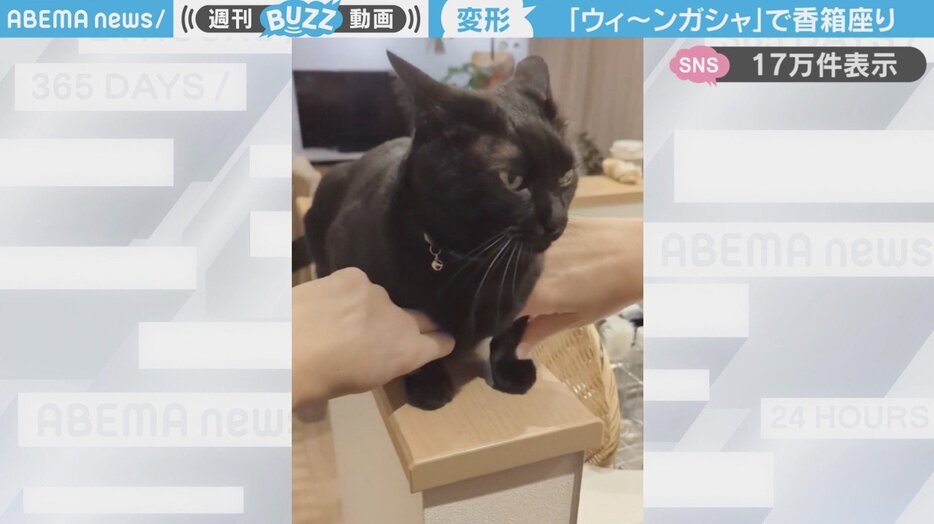 黒猫・ももくん