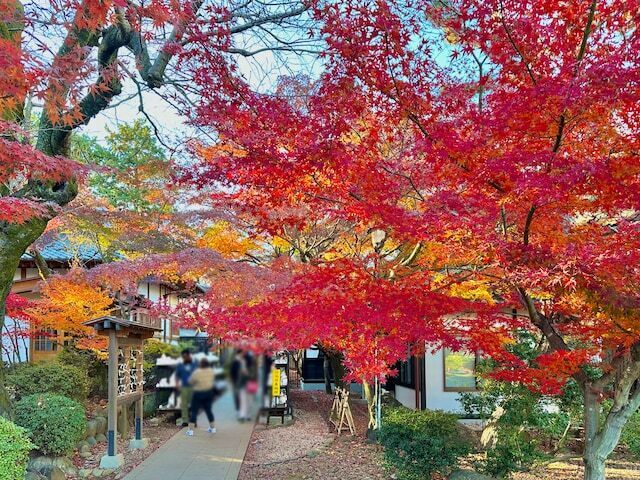 お寺や招き猫以外に、この紅葉もかなりの見もの