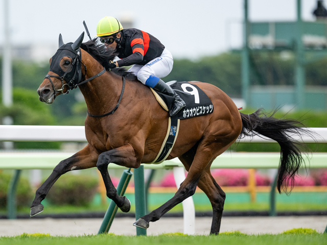 中山金杯に出走予定のホウオウビスケッツ(撮影：山中博喜)