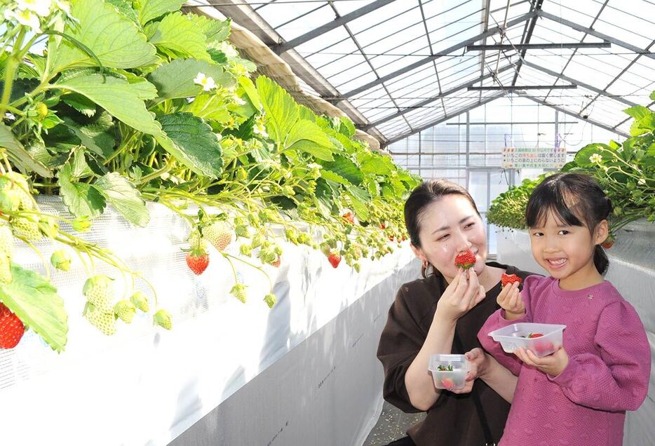 甘いイチゴの味を楽しむ来園者＝５日、津久井浜観光農園