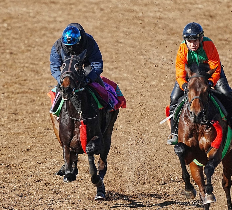 ウッドチップコース、併せ馬で追い切るミラーダカリエンテ（左）（撮影・郡司　修）