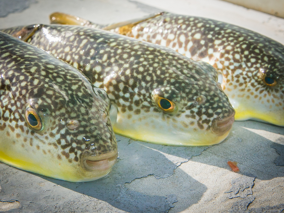 エビやホヤをエサに、カットウ釣りで楽しむフグ釣り