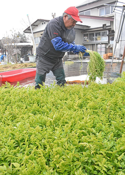 青々と育ったセリを収穫する菊池さん