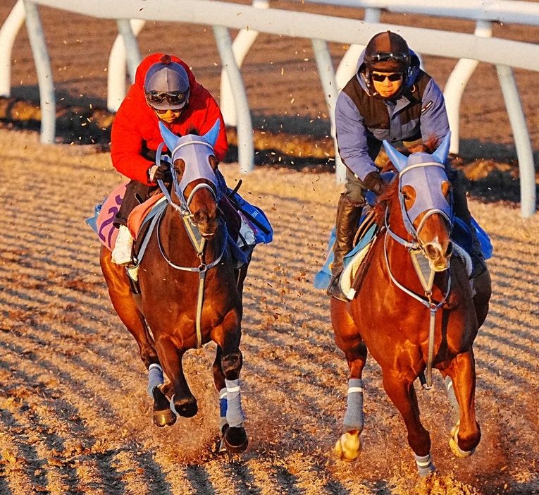 ウッドチップコース、併せ馬で追い切るミーントゥビー（左）（撮影・郡司修）