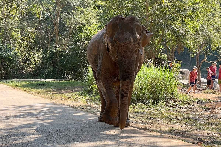 タイ特有の光景、観光地では象とすれ違うこともあります