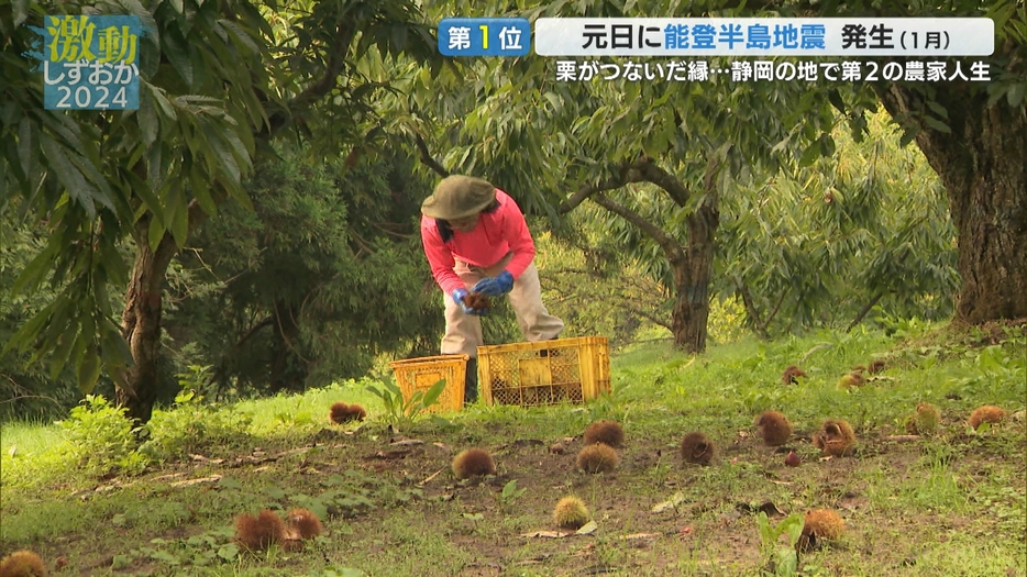 最後の栗拾いをする松尾さん