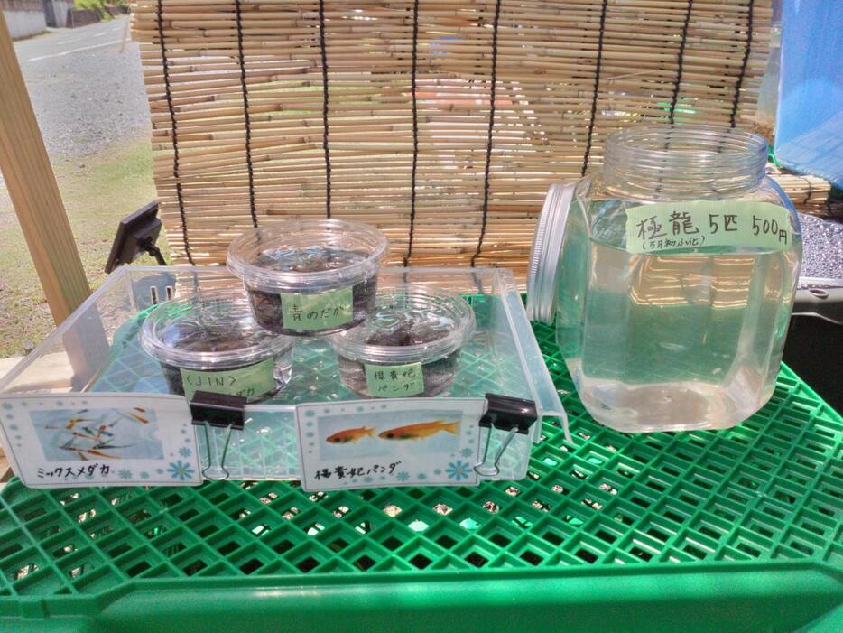 メダカ飼育販売所