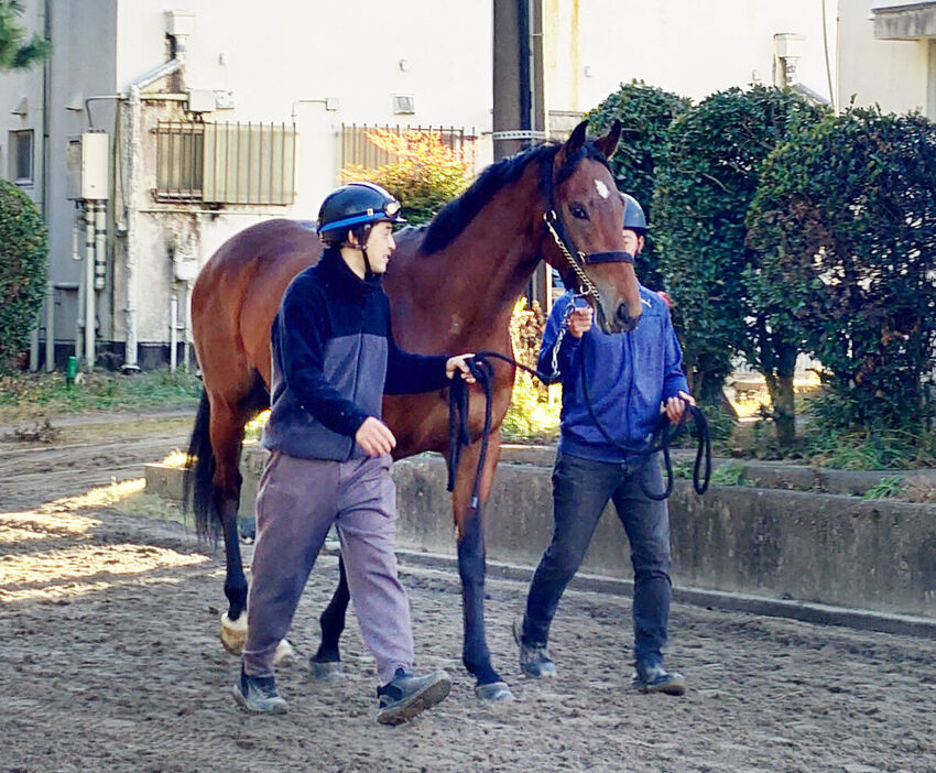 美浦トレセンに帰厩したアロンズロッド（カメラ・坂本　達洋）