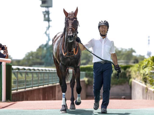 シンザン記念に出走予定のジーティーマン(撮影：下野雄規)