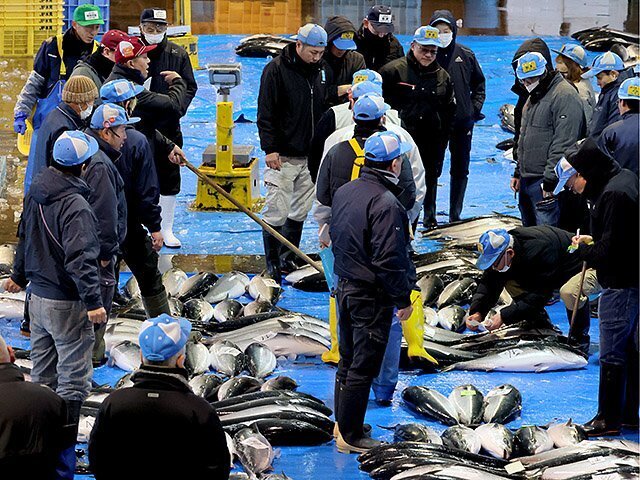 威勢良く行われた「ひみ寒ぶり」の新年の初競り＝氷見魚市場