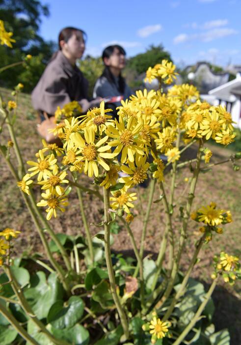 来園者を和ませるツワブキの花＝4日午後、那覇市久米の福州園（喜瀨守昭撮影）