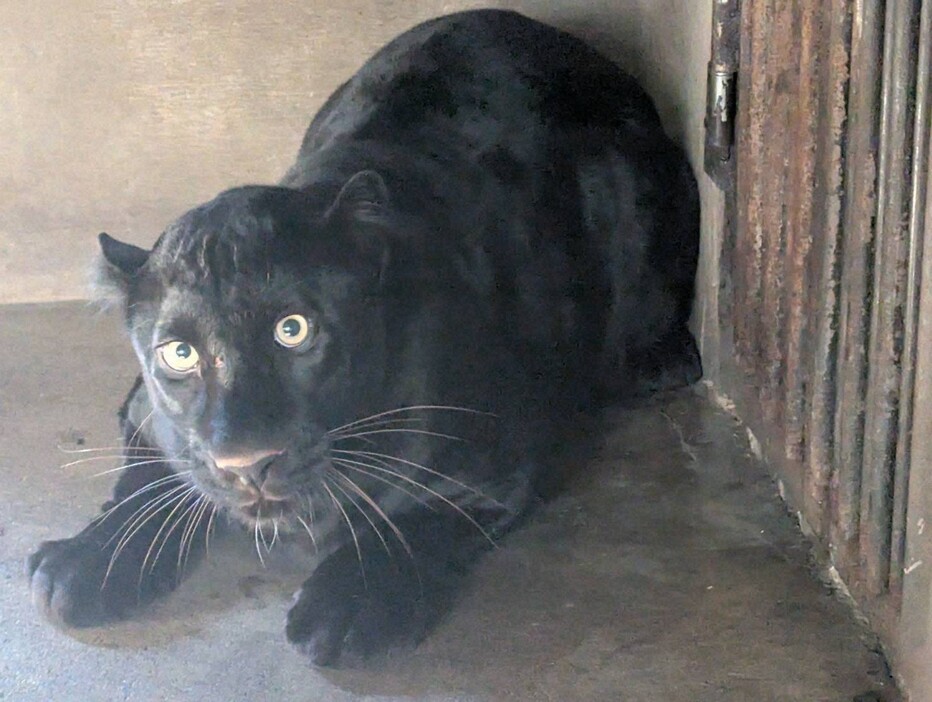 新たに迎えたクロヒョウのソル＝宇都宮動物園提供