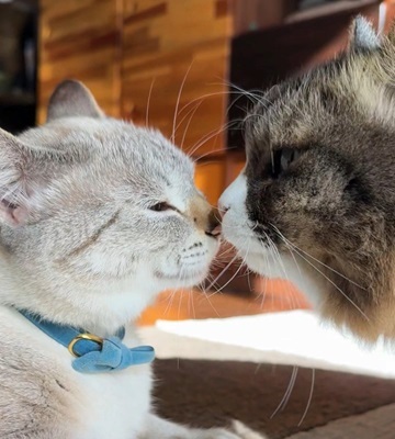 今では先住猫たちからも愛されまくっているくうちゃん(左)。写真/中川ちさ