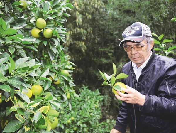 曾祖父の代からダイダイを栽培する稲葉さん（静岡県伊東市で）